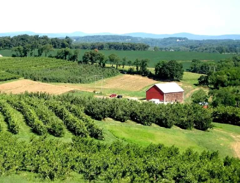 Xây nhà trên đất trồng cây công nghiệp lâu năm có hợp pháp không